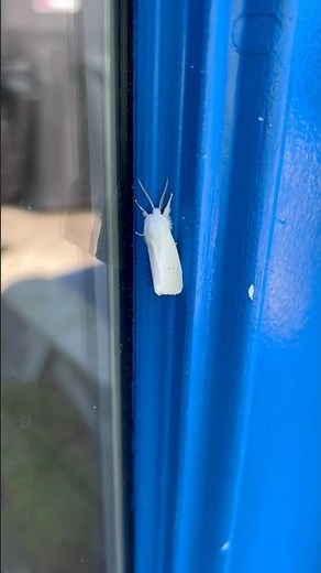 Help Me ID my White Furry Moth
