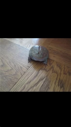 screaming frog #frog #reptile #memes #frogtok #funny