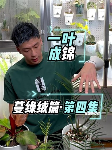一叶成锦【蔓绿绒篇】第四集 这两款植物都是蔓绿绒属（Philodendron）中的顶级人气品种，尤其是“红月黄金嵌合体”属于目前植物收藏界中极其珍稀且昂贵的类目。 1. 鱼骨蔓绿绒 (Philodendron tortum) 也常被戏称为“蕨类蔓绿绒”，因其叶片高度羽裂，形状酷似鱼骨或龙舌兰而得名。 视觉特征：叶片呈深绿色，细长且向外放射状生长，具有极强的几何美感。新芽萌发时像极了蜷缩的昆虫足，充满异域风情。 生长习性：属于攀爬类蔓绿绒，但生长速度相对较慢。它比普通海芋更耐旱，叶片较硬，对湿度的敏感度比海芋略低。 养护难点：虽然耐干，但若环境过于干燥，新叶在抽离叶鞘时容易卡住导致畸形，建议在展叶期适当喷雾。 2. 红月黄金嵌合体蔓绿绒 (Philodendron 'Red Moon' Aurea/Chimeric Variegated) 这是红月蔓绿绒的极品变异株。“红月”本身就以新叶绯红、老叶转绿的特性著称，而“黄金嵌合体”则是其基因层面的华丽升级。 视觉特征：嵌合体锦斑：不同于一般的喷墨锦，它的锦斑通常呈现大面积的明黄色、鲜红色与墨绿色的撞色效果。 色彩变幻：最迷人之处在于其色彩的