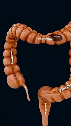How Poop Moves Inside You 💩