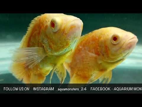 OSCAR FISH COMMON DISEASES [OSCAR SERIES EPISODE-04]
