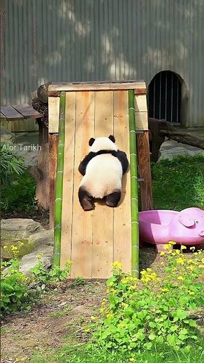 Pandas Like To Climb High Places 🐼