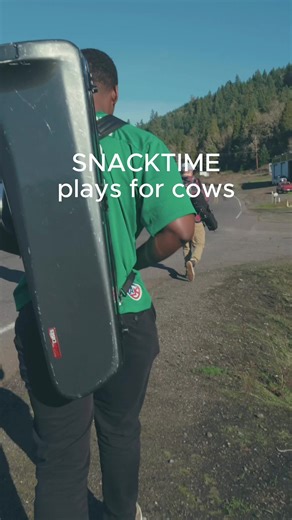 Mooooo #cows #musicians #trombone #trumpet