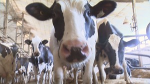 Steel tariffs, American dairy and cheaper online shopping; what USMCA means for Sask.