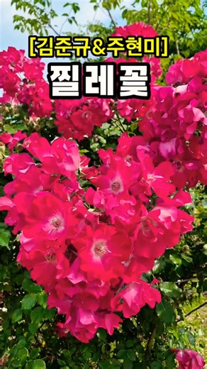 찔레꽃 [가사]
