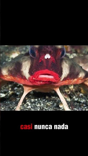 El PEZ mas Raro del mundo 😱 #animales #curiosidades #vidamarina