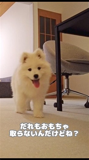 The unusual behavior my Samoyed has kept up since he was a puppy #samoyed #Samoyed