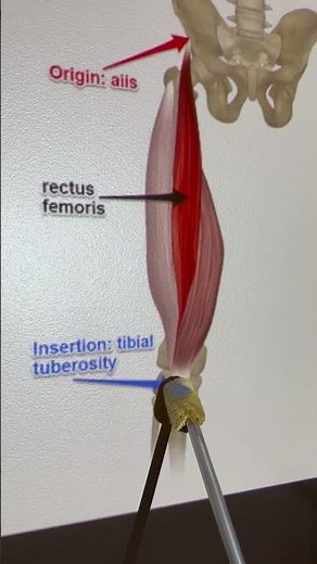 Rectus Femoris #kinesiology #anatomy #anatomystudy #biomechanics #illustration #anatomy
