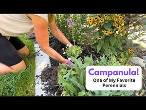 Campanula! One of My Favorite Plants!