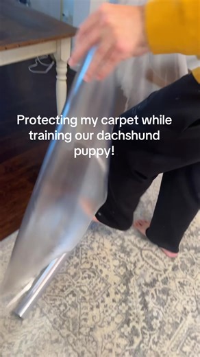 Protecting Carpets While Training a Dachshund Puppy