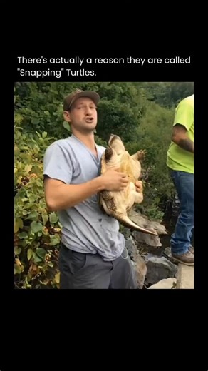 𝗘𝗱𝗴𝗲 𝗼𝗳 𝗘𝘅𝗽𝗹𝗼𝗿𝗲 on Instagram: "Snapping turtles are large, aggressive freshwater turtles known for their powerful jaws and long tails. Unlike most turtles, they rarely leave the water except to lay eggs and have a strong bite used for defense rather than hunting! They’re ancient creatures, having existed since the time of the dinosaurs, and play an important role in their ecosystem by keeping populations of fish and dead animals in check. (Via: Newsflare) Let us know your thoughts b