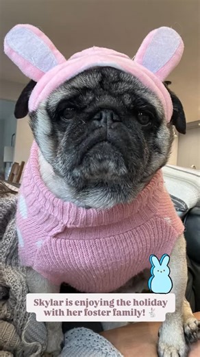 Mid Michigan Pug Club on Reels