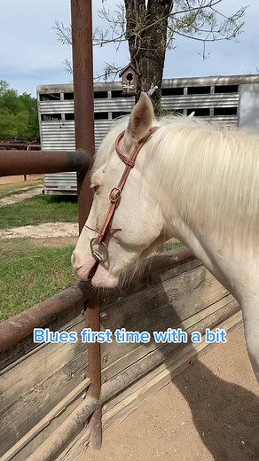 Guía para usar un Snaffle Bit por primera vez