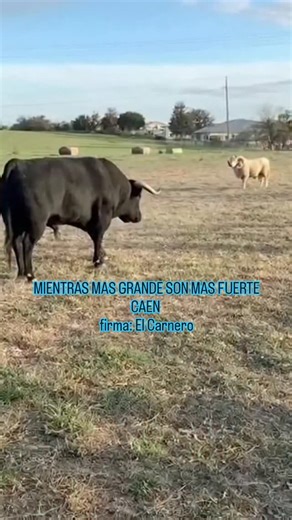 Rural Gaucho Agro on Instagram: "El campo y sus animales… ¡una conexión que emociona! 🐄🐎🐑🌾 Cada mirada, cada sonido y cada paso reflejan la vida en su forma más pura. Ellos son parte del paisaje, de la historia y del alma del campo argentino. ❤️ Cuidarlos, entenderlos y convivir con ellos es aprender cada día del respeto y la nobleza. 🇦🇷 The countryside and its animals… a bond that moves the soul! 🐄🐎🐑🌾 Every look, every sound, every step reflects life in its purest form. They are part 