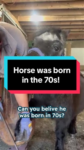 By looking at Cricket, could you guess his age? He looks no bigger than a foal, only slightly fluffier. But his age is not the only surprise. What’s more surprising is how he arrived on that farm in the first place. Find Cricket on TikTok: @thethingsmegdoes More animals stories on Cuddle Buddies🐾 #horses #horsestory #minihorse
