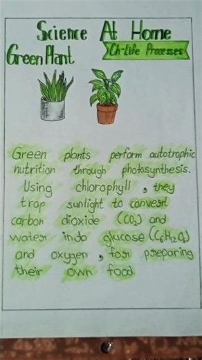 Science at home 🏠 #10thclass #science #biology #project # #plant 🏠🌱🪴☘️🪴🪴