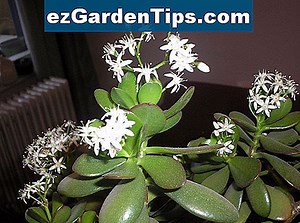 Факти на дървото Сасафрас 🌱 Съвети Градинари - Bg.ezGardenTips.com