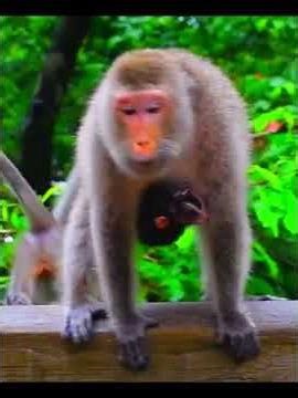 Sweet mommy and baby monkey bonding moments