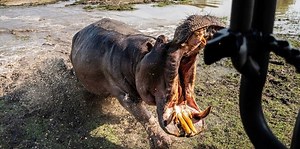 An angry hippo attacked a car with tourists (4 photos   1 video) » Nevsedoma