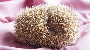Dwarf Hedgehog Sleeping Breathingwake When Disturb Stock Footage Video (100% Royalty-free) 1054925336 | Shutterstock