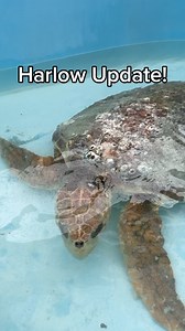 1M views · 16K reactions | “Harlow” the Loggerhead Sea Turtle Update...