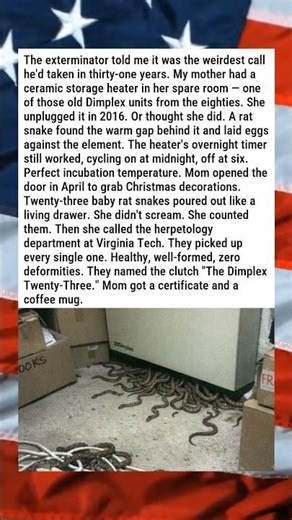 WOMAN'S FORGOTTEN STORAGE HEATER INCUBATES 23 SNAKE EGGS 🐍🔥😂