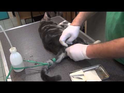ANIMALS. Sterilizing a cat