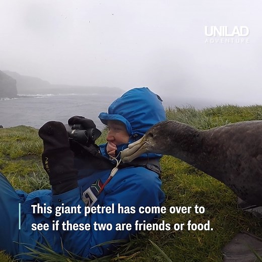44K views · 428 reactions | This biologist became friends with this giant petrel  | UNILAD Adventure | Facebook