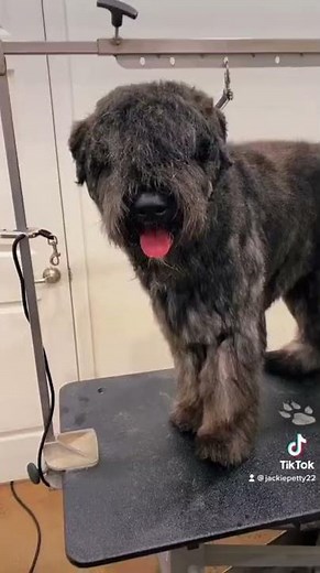 Bouvier Des Flandres Grooming