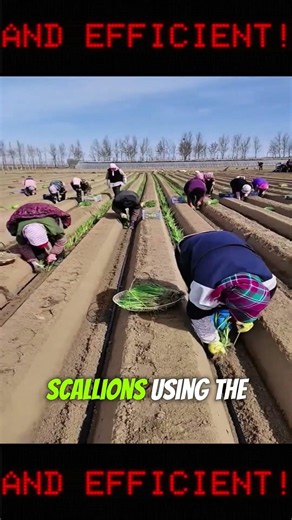 Successful Large-Scale Leek Harvest: Modern, Fast, and Efficient! 🧅🚜