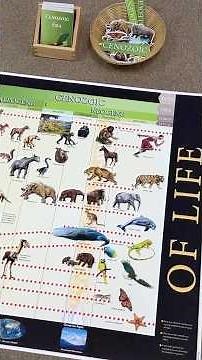 Montessori Timeline of Life
