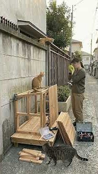 We Built a Street Cat Shelter From Scratch 🐱 (Full Step-by-Step Timelapse)