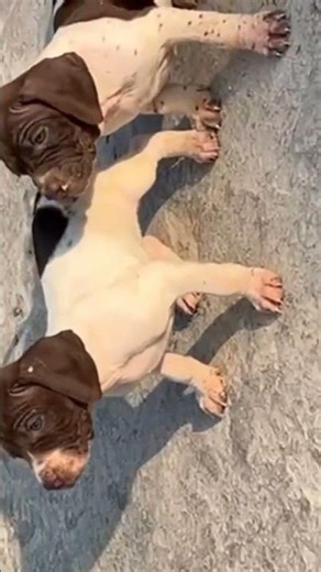 all dogs brid cont no 9813589420 #ख़बर1इंडिया