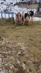 1.5M views · 10K reactions | #cow #dairyfarm #dairy_farming #modern_dairy_farming #modern_agriculture #agricultural_machines #amazing_technology #advance_technology #modern_technolog | cow tv | Facebook