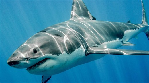 We're seeing more sharks along the NC coast. Here's why that's a good thing