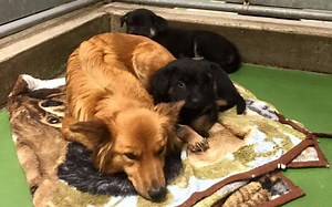 4.9M views · 3.4K reactions | This dog broke out of her kennel to comfort two crying puppies and the heartwarming moment was caught on camera. | The Telegraph | Facebook
