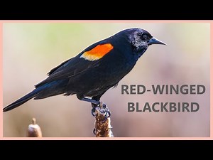 Red winged blackbird call. Listen relaxing red winged blackbird sounds.