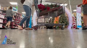 Paisley went to at Home to practice doing nothing. This will help Paisley be calmer and learn how to self soothe when she feels amped up! . . . #srq #srqdogs #dogsofinstagram #dogs #training #trainingday #basicobedience #basicobediencetraining #obediencetraining #obediencetrainer #dog-training #doggy #ecollartraining #thedogwizardsarasota @thedogwizardsarasota @suncoast_dog_daycare | The Dog Wizard Sarasota