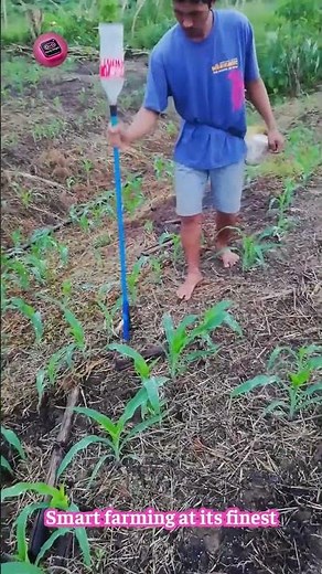 Genius at Work: The Most Creative Way to Fertilize Corn! 🌽💡
