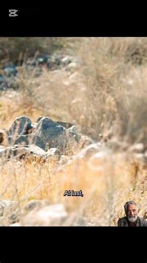 HUMMINGBIRD AND RACKETS-TAILED #animals #animalworld #hummingbird #birdlife | Animal Documentary