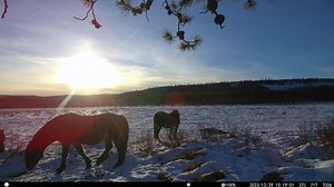 21K views · 2.6K reactions | Sunset over the Bog at Williams Creek. Our weather is about to turn cold and snowy over the next week. It's bit too early to start the aerial counts. We are meeting with the helicopter company on Monday to get our flight plans organized. We are expecting to get airborne around month's end. Hoping to find some time over the next day or so to put a video together from this past week. | Help Alberta Wildies Society | Facebook
