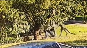 Wild vid shows man in brutal fight with a kangaroo, so who do think wins?