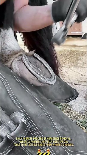 Skilled Farrier Horseshoe Removal Process for Perfect Hoof Care #dailywork #Animals