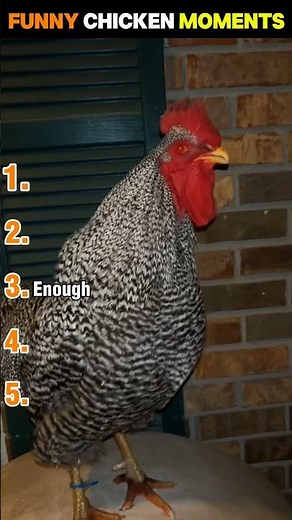 Chickens Being Absolute Chaos 😂🐔 | Funniest Chicken Moments #chicken