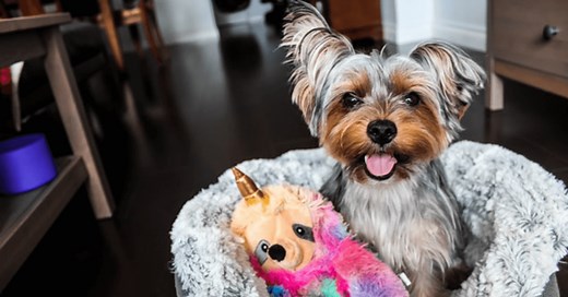 15 Reasons Why Does My Yorkie Scratches All The Time?  5 Tips To Stop