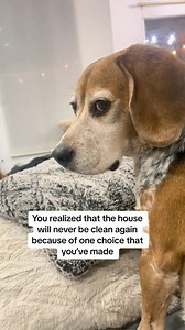 All jokes aside, this is the best choice we’ve made! 🥰🫶 #Beagle #beaglesofinstagram #beagles #beaglestyle #beaglesmile #beaglesociety #beaglesrule #beaglestagram #beaglesdaily #beagleslover #beaglesofig #beagleslovers #beaglesarethebest #beaglesworld #beaglemania #likebrotherlikesister #siblings #californialiving #beaglepuppy #beagleworld #dogsofinstagram #pets #funnyvideos #dogsfunnyvideos #dogslife | California Beagles