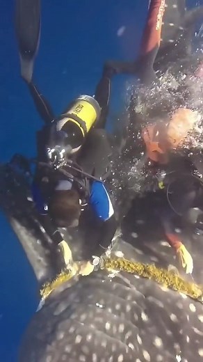 41K views · 168 reactions | The rescue of a vegetarian shark | Media 2 | Facebook