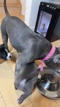 家族募集中のエキゾチックブリー1