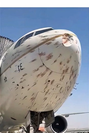 What Happens When a Plane Hits a Bird?