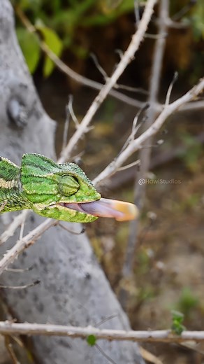 Chameleon Catching its Prey Wincent 7cyGa #lizard #nature #wildlife | HAWI Studios
